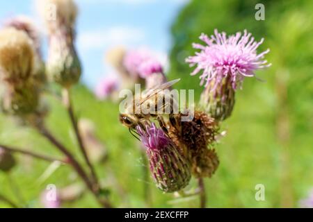 Une abeille est assise sur une fleur et recueille le miel et le pollen Banque D'Images