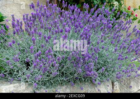 Mur de jardin bleu lavande, la lavande poussant et fleurissant sur un mur de jardin Banque D'Images