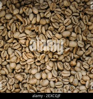 Close-up de grains de café brut Banque D'Images