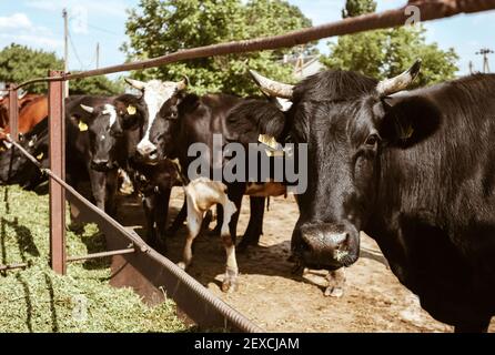 Vaches noires et blanches avec étiquettes jaunes dans les oreilles se tenir près de la clôture Banque D'Images