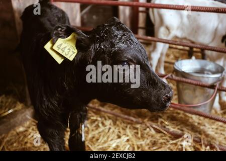 Museau encore humide de veau nouveau-né, vache noire de bébé avec des étiquettes jaunes Banque D'Images