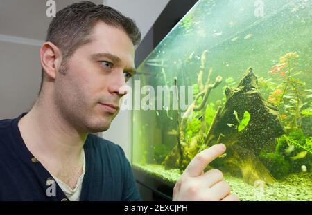 Bel homme regarde les poissons dans l'aquarium à la maison. Banque D'Images