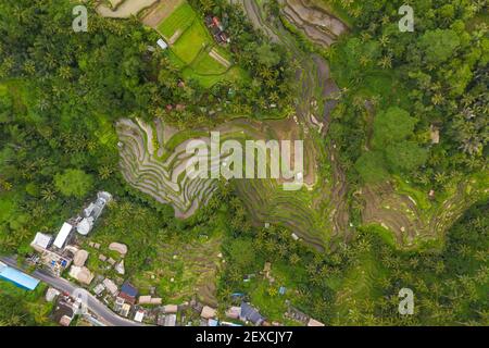 Vue aérienne de haut en bas des plantations de riz paddy près du petit village rural de Bali, Indonésie champs irrigués verts luxuriants entourés de forêt tropicale Banque D'Images