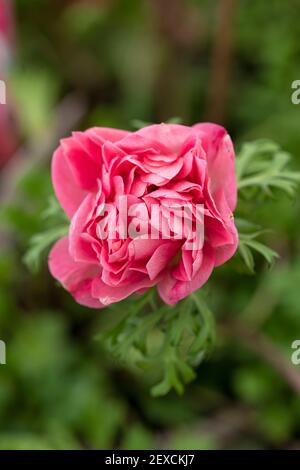 Gros plan de Anemone Harmony Double Rose Floraison en mars Dans un jardin au Royaume-Uni Banque D'Images