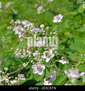 Mûres fleuries, Rubus sectio Rubus Banque D'Images