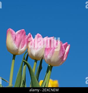 Tulipes fleuris en gros plan Banque D'Images
