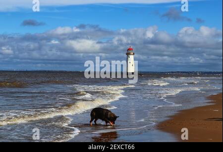 Chien jouant sur la plage avec le ballon dans son embouchure à côté du phare de Talacre dans le nord du pays de Galles, Holywell, Royaume-Uni Banque D'Images