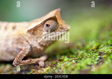 Petite feuille de chameleon, Marojejy, adagascar Banque D'Images