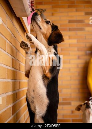 Une photo verticale d'un adorable chien de beagle à la recherche quelque chose sur une étagère Banque D'Images