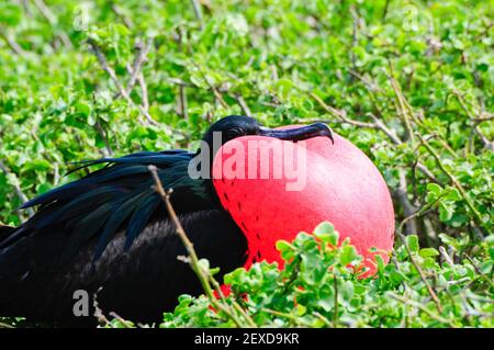 galapgagos île red throated frégate oiseaux pendant la saison d'accouplement Banque D'Images