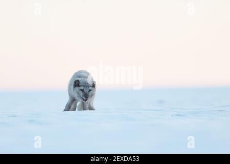 Renard blanc polaire Restez sur la neige - scène d'action de la faune De la nature arctique - Vulpes lagopus Banque D'Images