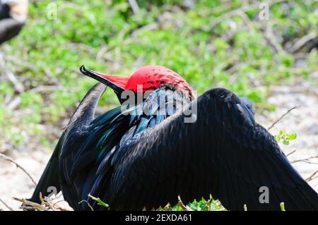 galapgagos île red throated frégate oiseaux pendant la saison d'accouplement Banque D'Images