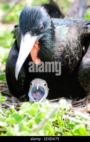 galapgagos île red throated frégate oiseaux pendant la saison d'accouplement Banque D'Images