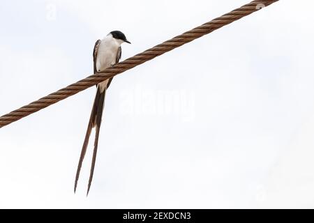 Flycatcher à queue de fourche, Tyrannus savana, adulte perché sur fil, Parintins, Brésil Banque D'Images