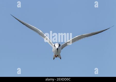 La sterne de Forster, Sterna forsteri, adulte en plumage hivernal volant au-dessus de l'eau, Floride, États-Unis Banque D'Images