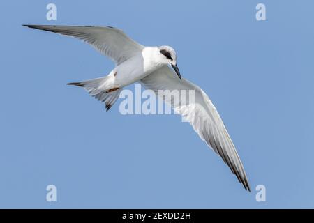 La sterne de Forster, Sterna forsteri, adulte en plumage hivernal volant au-dessus de l'eau, Floride, États-Unis Banque D'Images