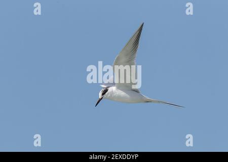 La sterne de Forster, Sterna forsteri, adulte en plumage hivernal volant au-dessus de l'eau, Floride, États-Unis Banque D'Images