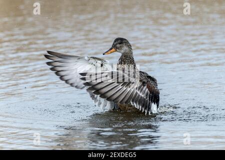 gadwall, Mareca strerpera, une seule femme qui flip avec des ailes tout en nageant sur l'eau, Norfolk, Royaume-Uni Banque D'Images