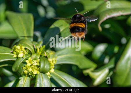 Un temps réchauffant et une nouvelle sortie de l'hibernation, une reine Bumblebee à queue de Buff (Bombus terrestris) recherche le pollen Banque D'Images