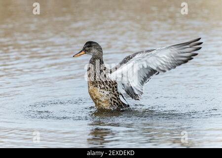 gadwall, Mareca strerpera, une seule femme qui flip avec des ailes tout en nageant sur l'eau, Norfolk, Royaume-Uni Banque D'Images