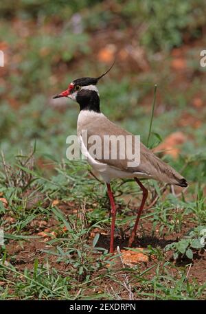 Pluvier à tête noire (Vanellus tectus) adulte au sol Tsavo West NP, Kenya Novembre Banque D'Images