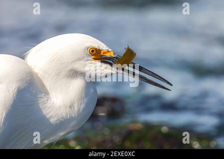 L'aigretta thola, une aigrette enneigée, tient une proie dans ses chênes, La Réserve naturelle de l'État de point Lobos, Carmel, Californie, États-Unis Banque D'Images