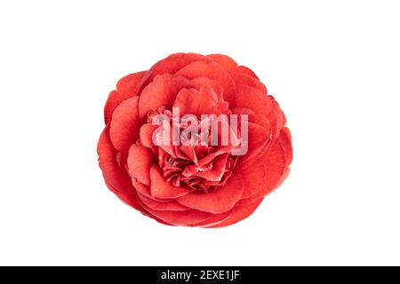 Fleur complète fleur de camellia rouge isolée sur fond blanc. Camellia japonica Banque D'Images