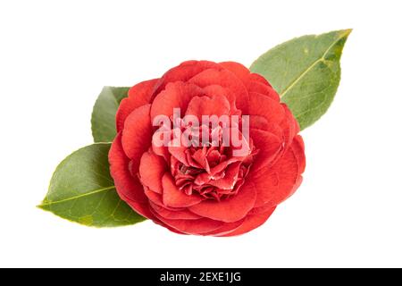 Fleur complète fleur de camellia rouge et feuilles isolées sur fond blanc. Camellia japonica Banque D'Images