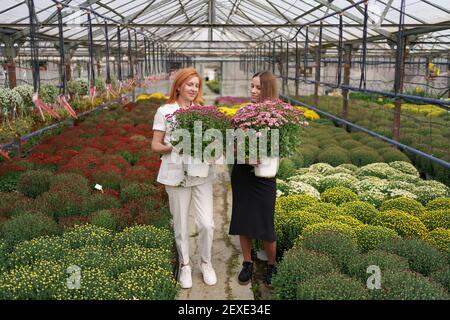 Deux adorables dames posant avec un bunches de chrysanthèmes roses dans une belle maison verte en fleurs avec toit en verre. Concept de petit esprit d'entreprise Banque D'Images