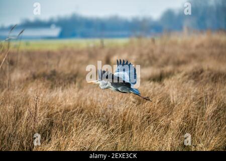 Grand héron bleu, Ardea cinerea, en gros plan survolant un marais avec une vgetation morte en hiver sur fond flou Banque D'Images