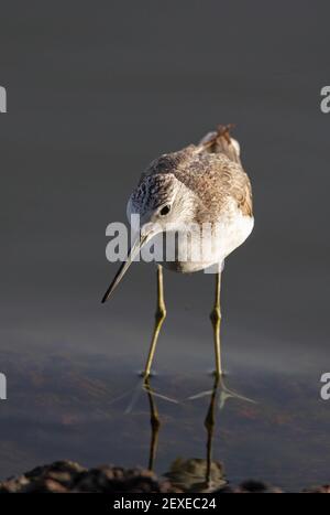 La tige verte commune (Tringa nebaria) se trouvant dans le lac Awassa, en Éthiopie, en eau peu profonde Avril Banque D'Images