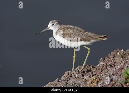 La tige verte commune (tringa nebaria) se tenant sur la roche près du lac Awassa, en Éthiopie Avril Banque D'Images