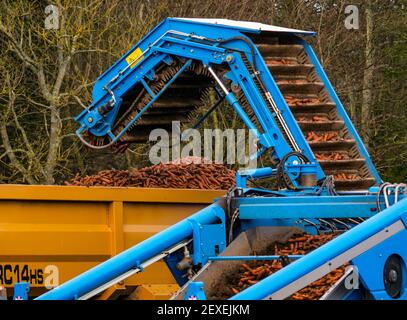 Tracteur récoltant un champ de carottes couvert de paille à Luffness mains  Farm, East Lothian, Écosse, Royaume-Uni Photo Stock - Alamy