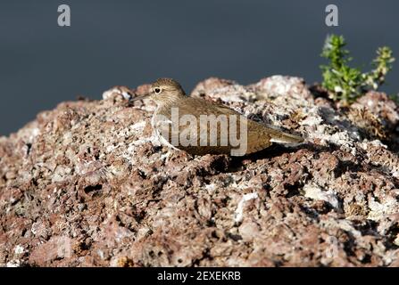 Sandpiper commun (Actitis hypoleucos) Asseyez-vous sur le rocher au bord du lac Éthiopie Avril Banque D'Images