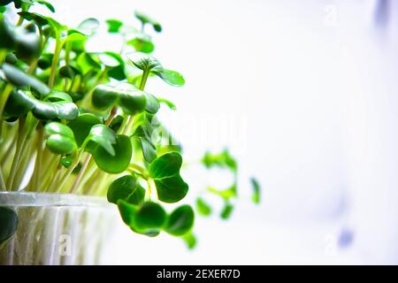 Micro-pousses de verts isolées sur fond blanc. Une alimentation saine, des produits frais biologiques et un concept de service de restaurant. Banque D'Images