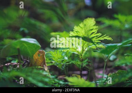 Accent sélectif sur la feuille d'un arbuste tropical dans une forêt tropicale. Costa Rica Banque D'Images