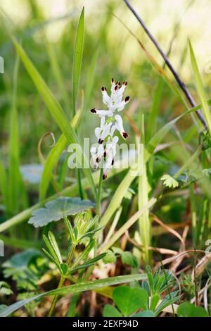 Fleur blanche de fumante commune -fumaria officinalis - dans un champ , fleur spontanée au printemps Banque D'Images