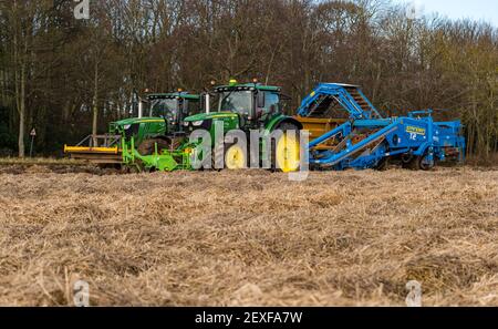 Tracteur récoltant un champ de carottes couvert de paille à Luffness mains Farm, East Lothian, Écosse, Royaume-Uni Banque D'Images