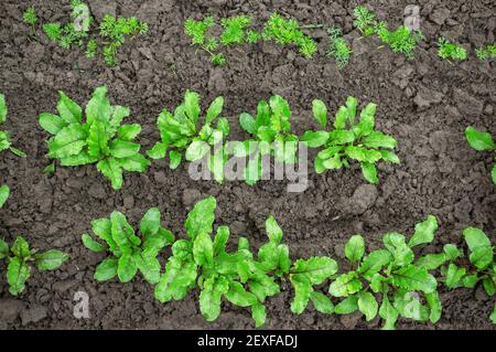 jeunes plants de betteraves et de carottes dans le jardin. Plantules pour la cuisson écologique. Jeunes plants de betteraves et de carottes dans le jardin. Aliments biologiques, épices fraîches. Banque D'Images