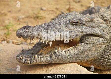 Crocodile africain, vue rapprochée de la tête Banque D'Images