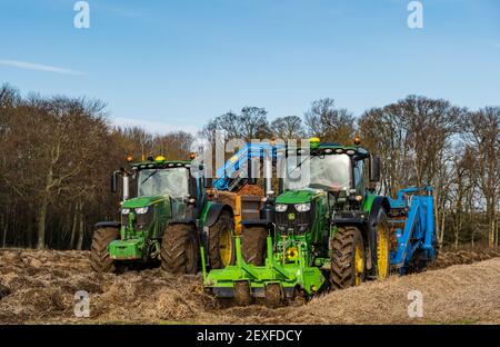 Tracteur récoltant un champ de carottes à la ferme de Luffness, East Lothian, Écosse, Royaume-Uni Banque D'Images