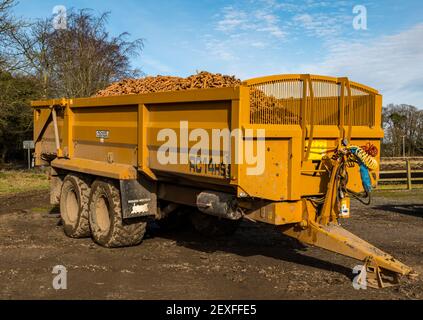 Remorque de tracteur chargée de carottes pendant la récolte, Luffness mains Farm, East Lothian, Écosse, Royaume-Uni Banque D'Images