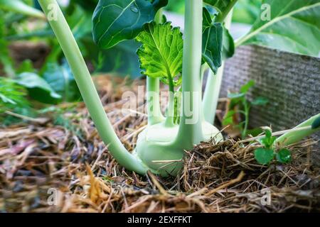 kohlrabi dans le jardin. Chou kohlrabi plante dans un jardin écologique sur la ferme. Mise au point sélective. Banque D'Images