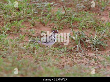 Trèfle à trois bandes (Charadrius tricollaris tricollaris) adulte sur la banque à faible gazage Tsavo East NP, Kenya Novembre Banque D'Images