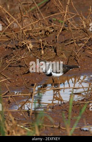 Trèfle à trois bandes (Charadrius tricollaris tricollaris) adulte dans le parc national de Tsavo West, Kenya Novembre Banque D'Images