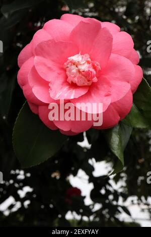 Camellia japonica ‘dama Girl’, un camélia d’anémone rose semi-double avec de petits pétales roses et blancs parsemés d’étamines jaunes, mars, Angleterre, Royaume-Uni Banque D'Images