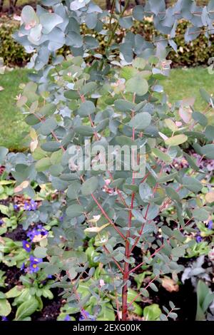 Eucalyptus gunnii 'Azura' Jeune eucalyptus – feuilles gris argenté en forme d'oeuf sur tiges rouges, mars, Angleterre, Royaume-Uni Banque D'Images