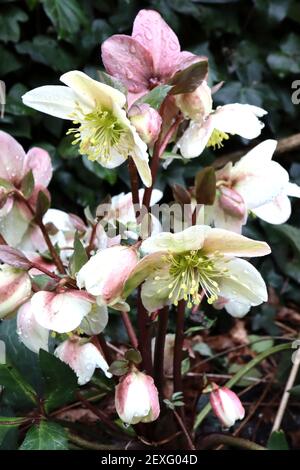 Helleborus lividus bleu-gris hellebore – une fleur en forme de bol vert pâle bordée de rose sur des tiges rouges, mars, Angleterre, Royaume-Uni Banque D'Images