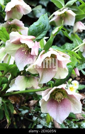 Helleborus x hybridus «série de dames tachetées de la Rose» Hellebore Rose Dame tachetée – fleurs rose foncé avec des franges de vert pâle, mars, Angleterre, Royaume-Uni Banque D'Images