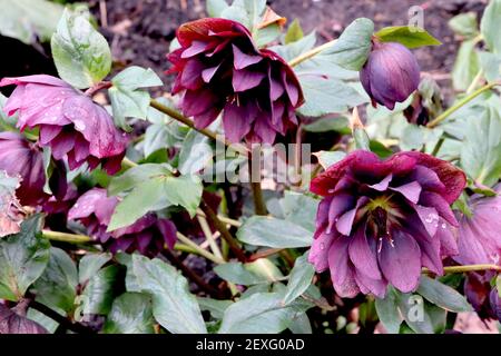 Helleborus x hybridus ‘Harvington Double Red’ hellebore Harvington Double Red – Deep Red roses flowers, mars, Angleterre, Royaume-Uni Banque D'Images